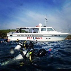 Winter Boat Dive Pack - 4 Dives with Tank & Weight + Guide